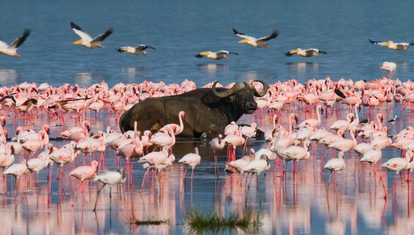 Lago Nakuru